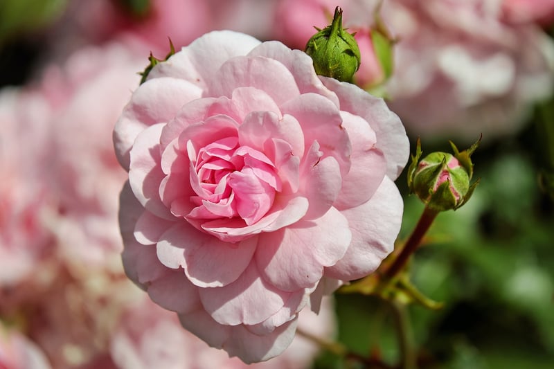 Garden Roses
